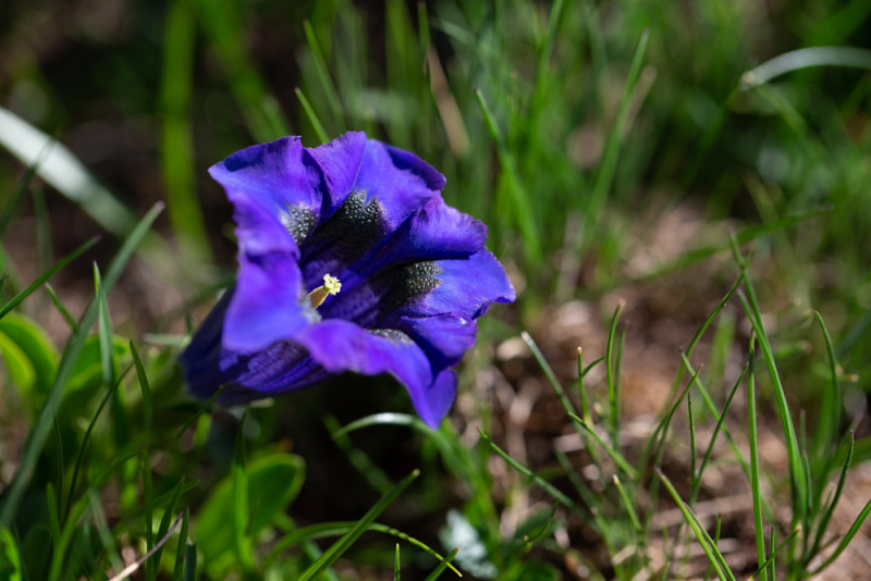 basse-def-illp-nature-flore-t-19-01-386