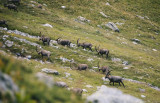ete_2020_champagny_en_vanoise_fotomania58_clara_fotomania_fin_valid_01_06_2025_copie.jpg