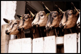 Chavière Goat Farm