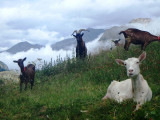 Chavière Goat Farm