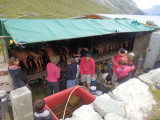 Pralognan la Vanoise - Chèvrerie de Chavière