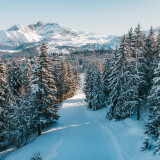 Sapins enneigés