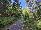 Dans la forêt sur le chemin de la boucle Cul de l'Ane - Bozel Dans la forêt sur le chemin de la boucle Cul de l'Ane - Bozel