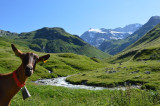 Chavière Goat Farm