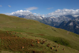 Cows at Mont Jovet - Bozel