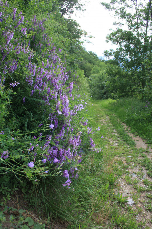 Sentier des Vignes - Bozel
