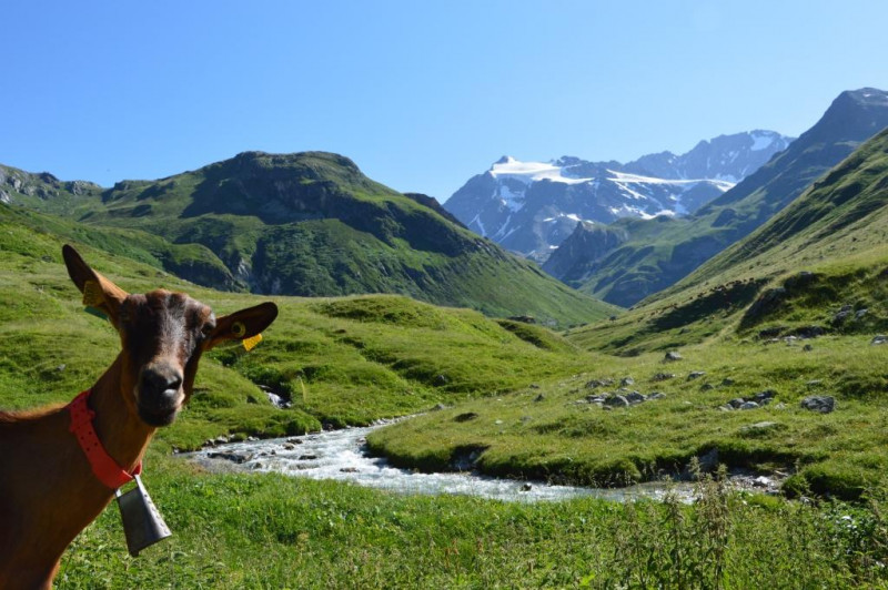 Chavière Goat Farm