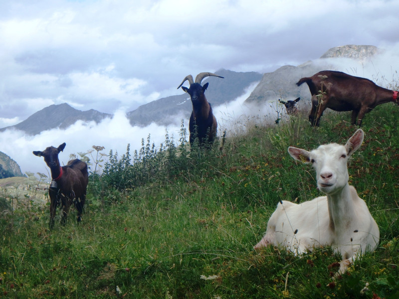 Chavière Goat Farm