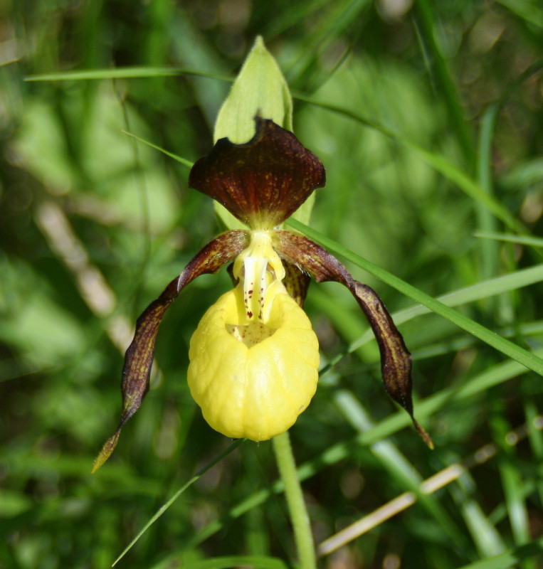 Sabots de Venus - Dent du Villard Sabots de Venus - Dent du Villard