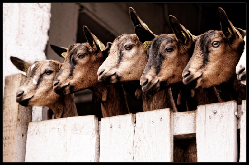 Chavière Goat Farm - © Chèvrerie de Chavière Chavière Goat Farm