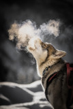 Chien de traineau