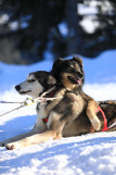 Chiens de traîneau_Courchevel
