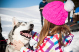 Chiens de traîneau_Courchevel