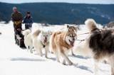 Chiens de traîneau_Courchevel
