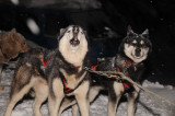 Chiens de traîneau_Courchevel