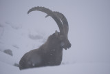 Raquettes à neige avec un guide_Bozel