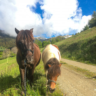 Les Poneys du Jovet_Bozel
