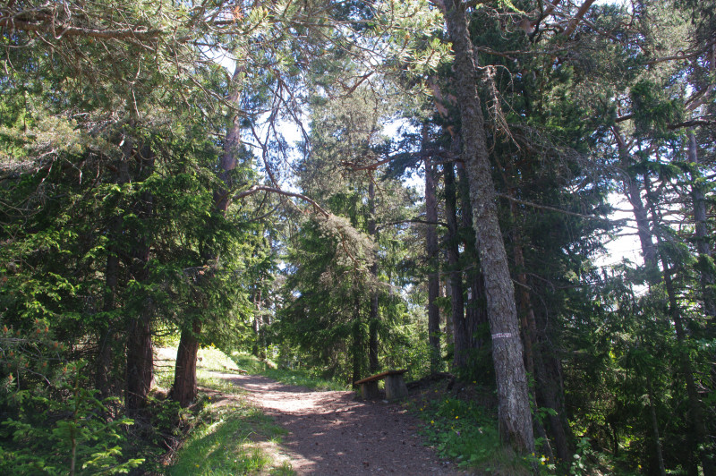 Découverte du martelage forestier